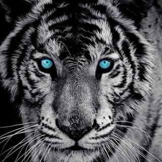 Cool tiger computer wallpaper