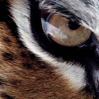 Cool tiger computer wallpaper