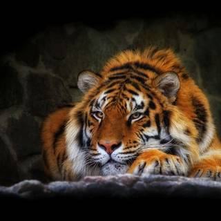 Cool tiger computer wallpaper