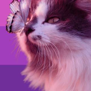 Bisexual cat wallpaper