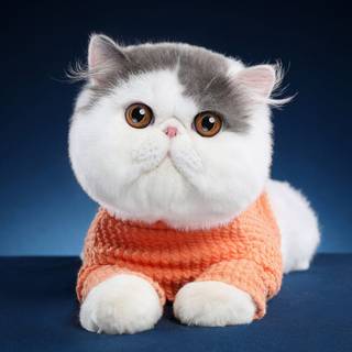 Bisexual cat wallpaper