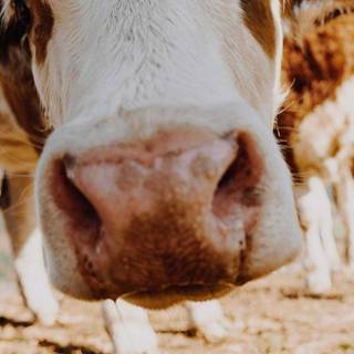 Preppy cows wallpaper