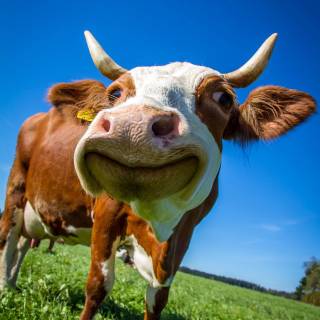 Preppy cows wallpaper