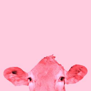 Preppy cows wallpaper
