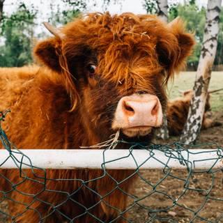 Preppy cows wallpaper