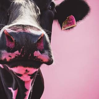 Preppy cows wallpaper