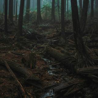 Rainy jungle wallpaper