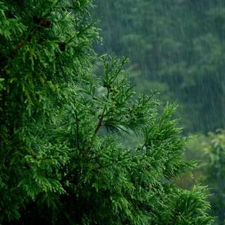 Rainy jungle wallpaper