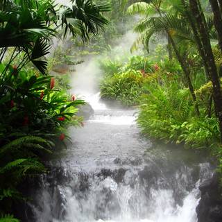 Rainy jungle wallpaper