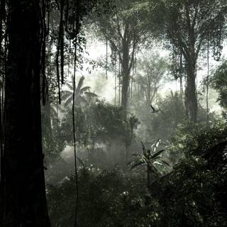 Rainy jungle wallpaper