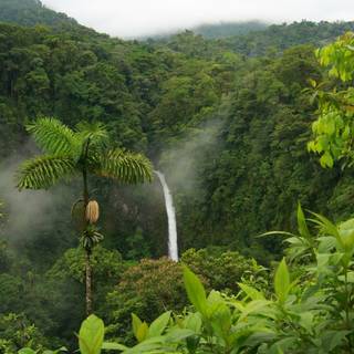 Rainy jungle wallpaper