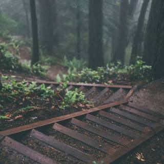 Rainy jungle wallpaper