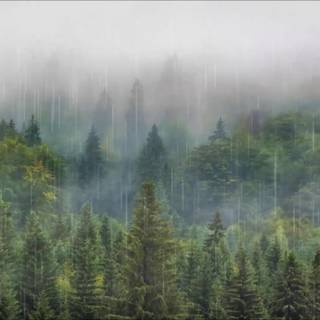 Rainy jungle wallpaper