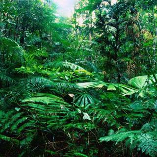 Rainy jungle wallpaper