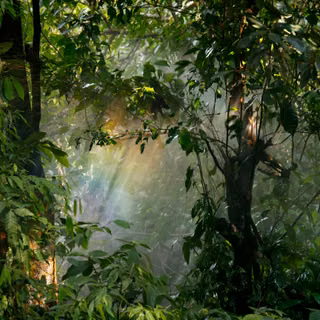 Rainy jungle wallpaper
