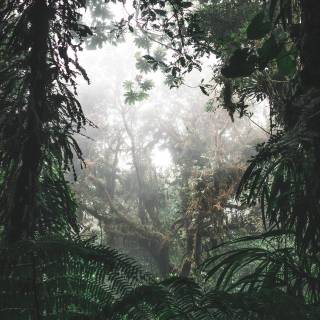 Rainy jungle wallpaper