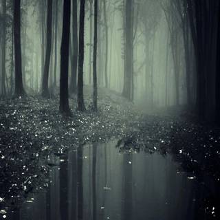 Rainy jungle wallpaper