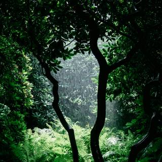 Rainy jungle wallpaper