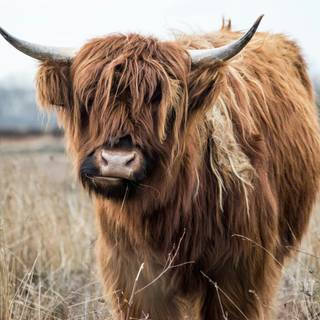 Cow laptop wallpaper