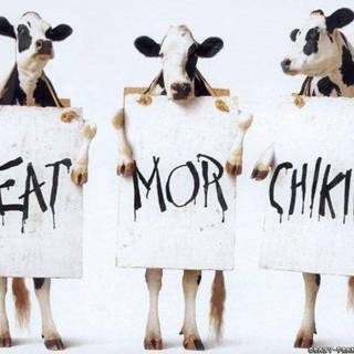 Cow laptop wallpaper