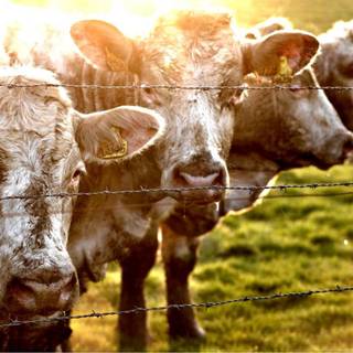 Cow laptop wallpaper