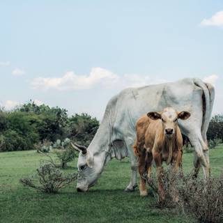 Cow laptop wallpaper