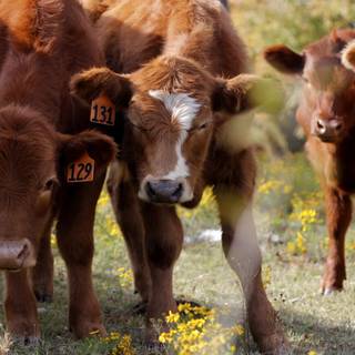 Cow laptop wallpaper