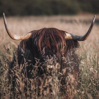 Cow laptop wallpaper