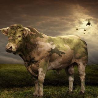 Cow laptop wallpaper