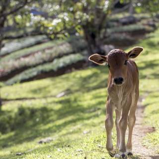 Cow laptop wallpaper