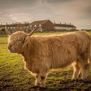 Cow laptop wallpaper