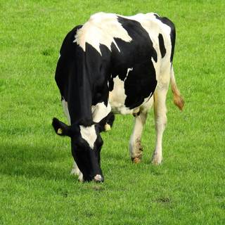 Cow laptop wallpaper