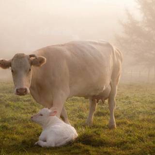 Cow laptop wallpaper