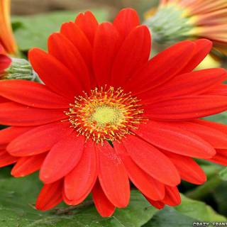 Big flower wallpaper
