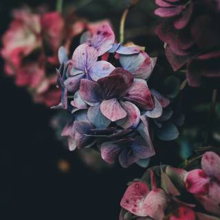 Big flower wallpaper