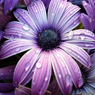 Big flower wallpaper