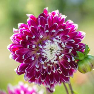 Big flower wallpaper