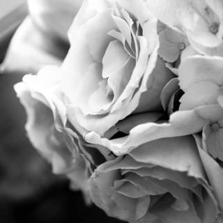 Big flower wallpaper