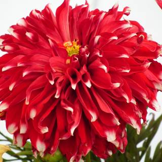 Big flower wallpaper