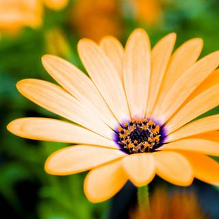Big flower wallpaper