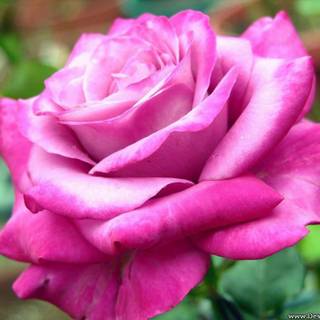 Big flower wallpaper