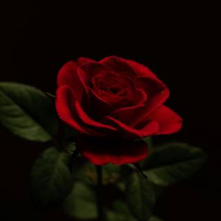 Dark red roses wallpaper