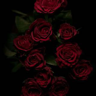 Dark red roses wallpaper