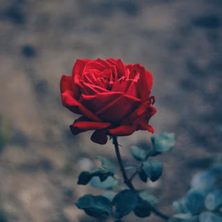 Dark red roses wallpaper