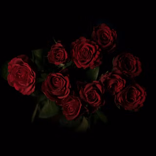 Dark red roses wallpaper