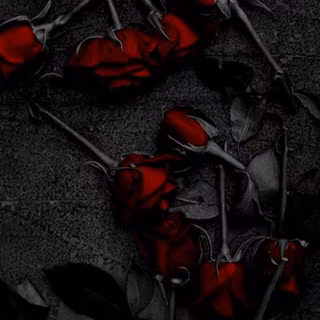 Dark red roses wallpaper