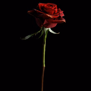 Dark red roses wallpaper