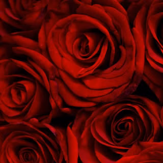 Dark red roses wallpaper