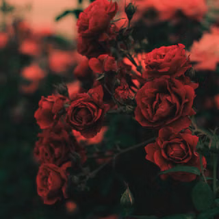Dark red roses wallpaper