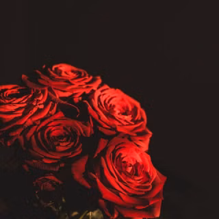 Dark red roses wallpaper